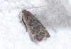 344245 – Photo : Philippe Mothiron – France (78)
